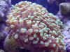 Green Hammer Coral