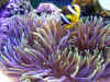 Clown & Anemone