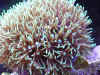 Green Star Polyps